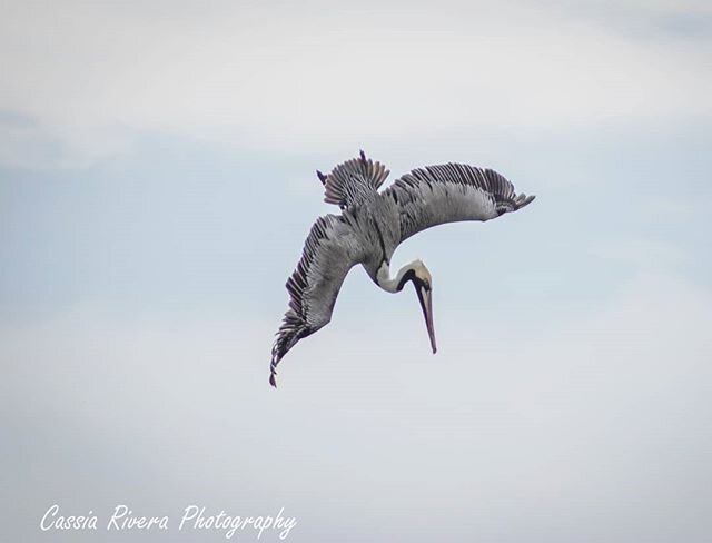 Over the weekend, we watched a handful of brown pelicans hunt for herron above the breaking surf!  With heights of up to 60 ft, the brown pelicans stall and then turn into a 60 to 90 degree angled dive into the ocean for it's food! 
#wrightsvillebeac