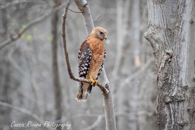During my hike tonight, I came across this red-shouldered hawk.  She was incredibly relaxed as I positioned myself closely to capture her majestic nature.  She was brilliant!

#hawk #ncwildlife #nature #naturebeauty #hiking #trails #northcarolinaoutd