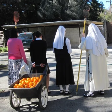 Aspirants Harvest of Oranges - IMG_4816.jpg