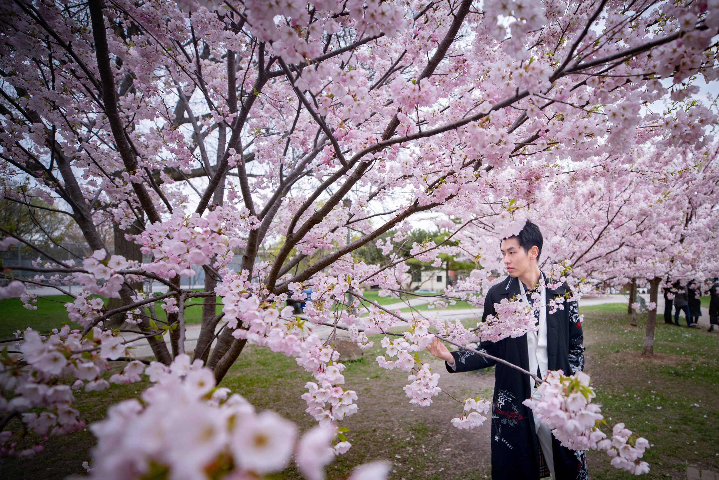 50-DP-sakura-DSC04801.jpg