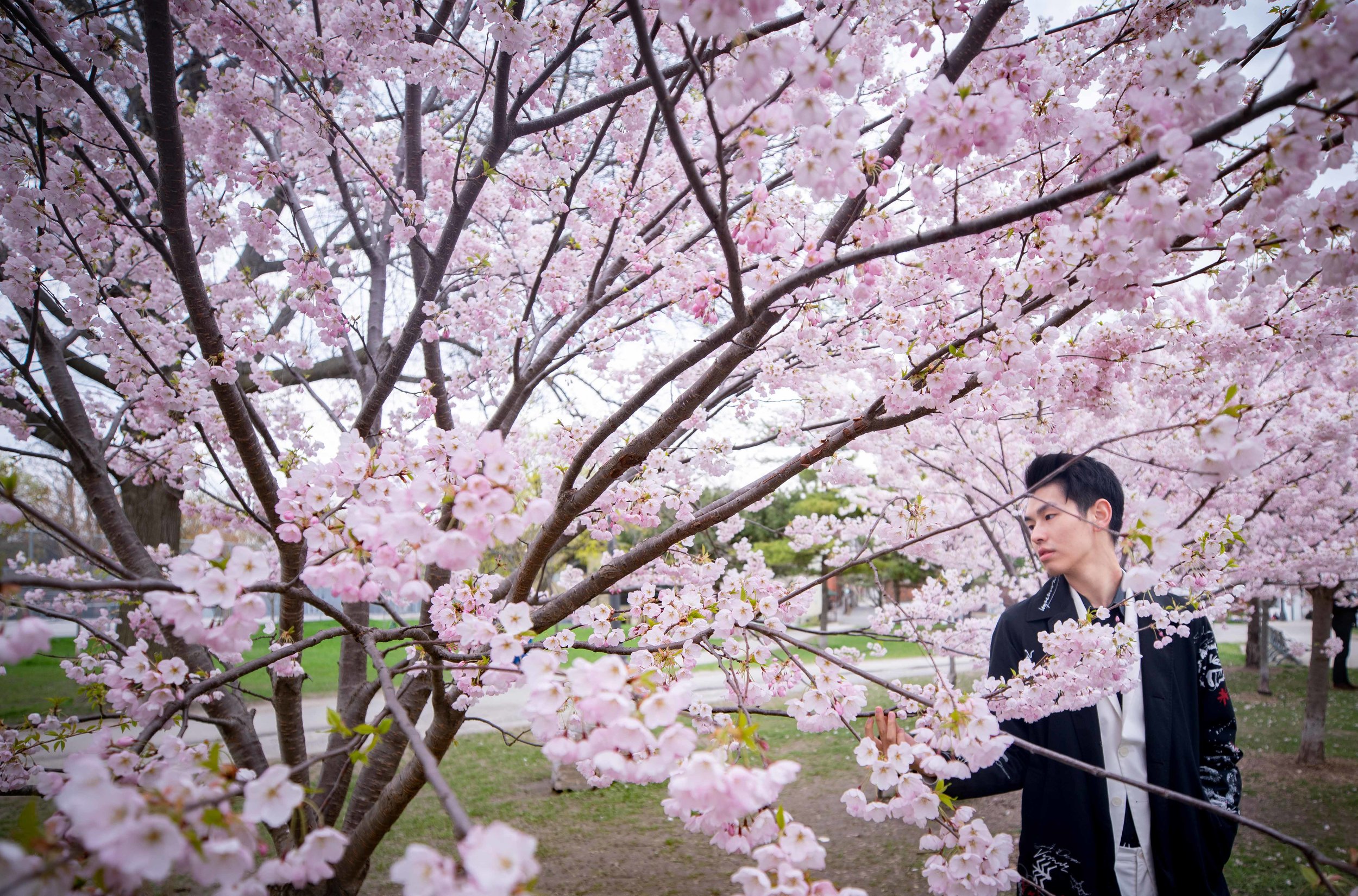 52-DP-sakura-DSC04804.jpg