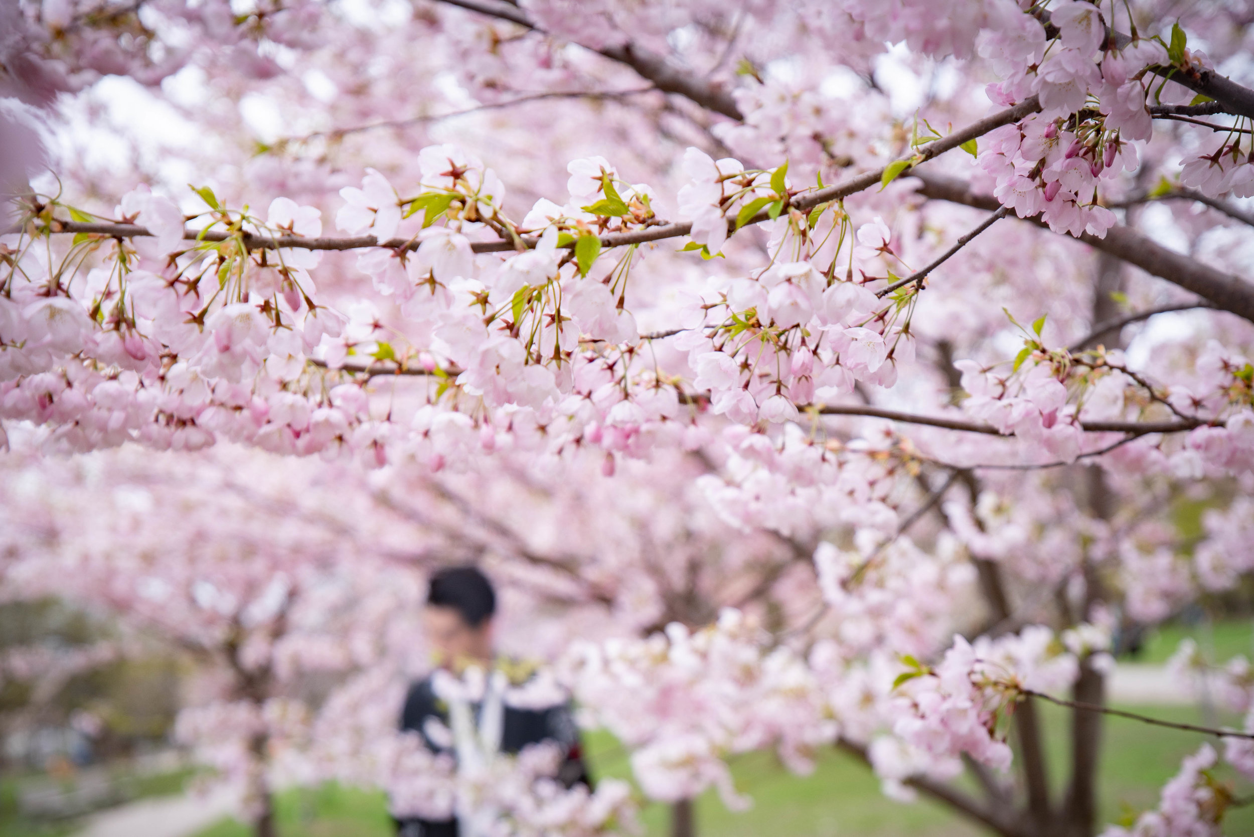 53-DP-sakura-DSC04805.jpg