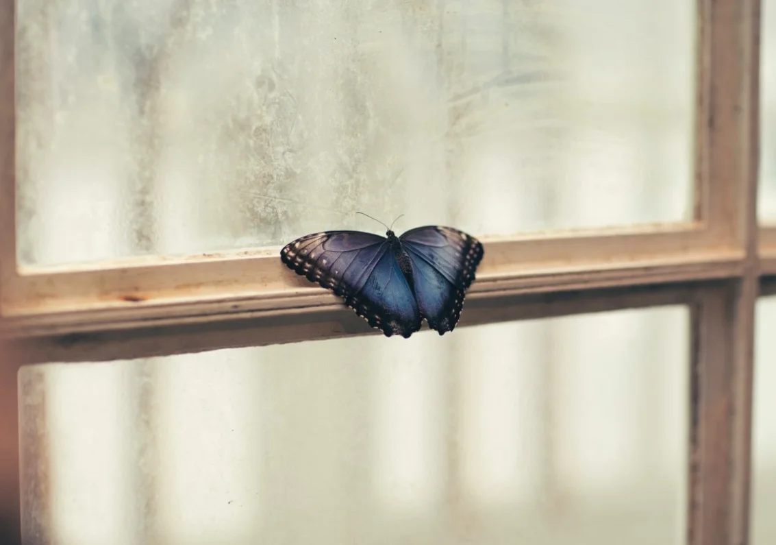 And then one day joy showed up - A personal journey through grief