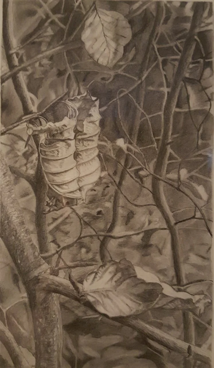 Leaves by Alison H