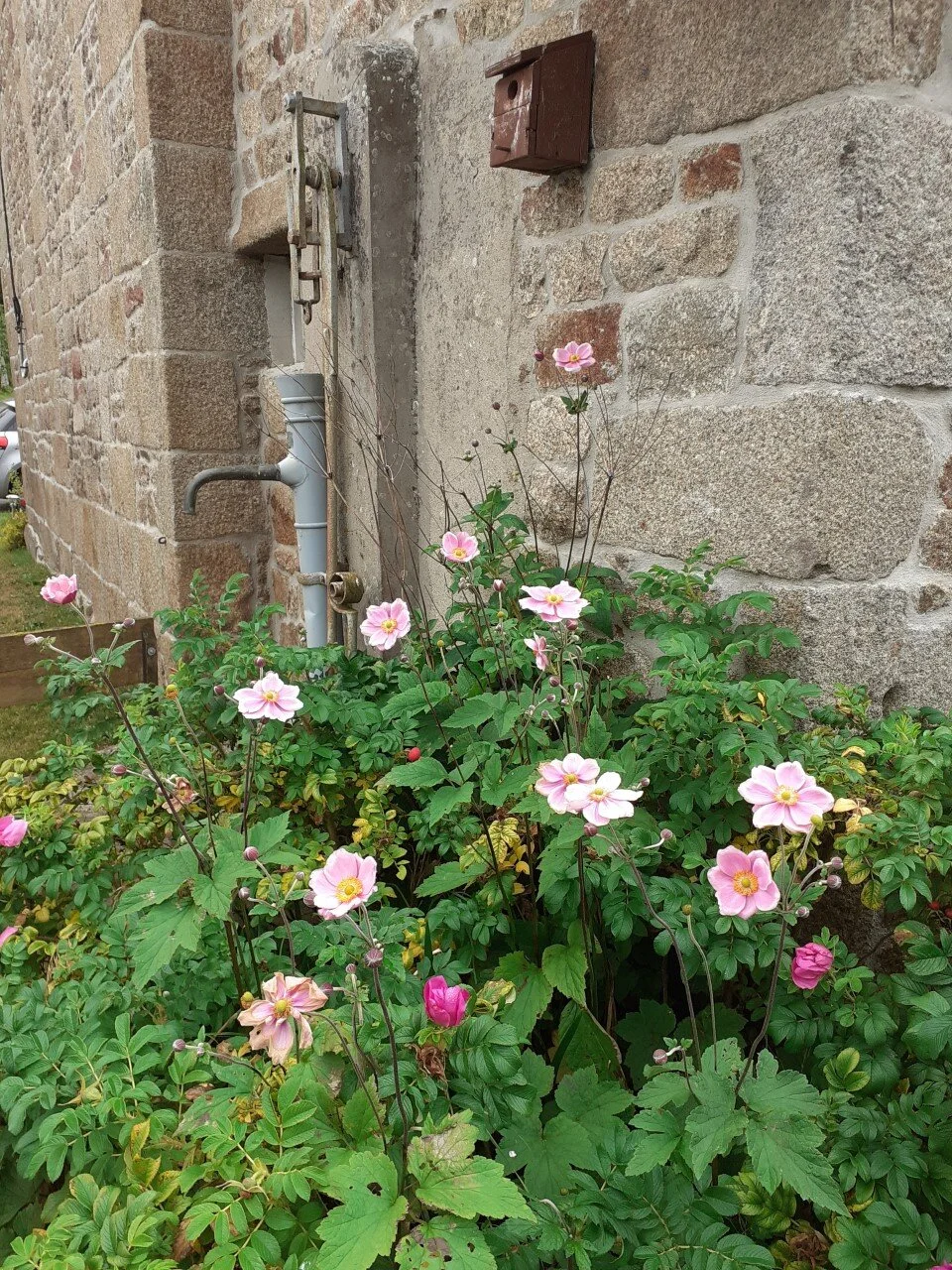 Musings In The Countryside