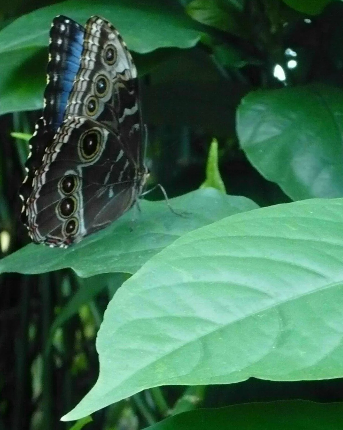 Emerging