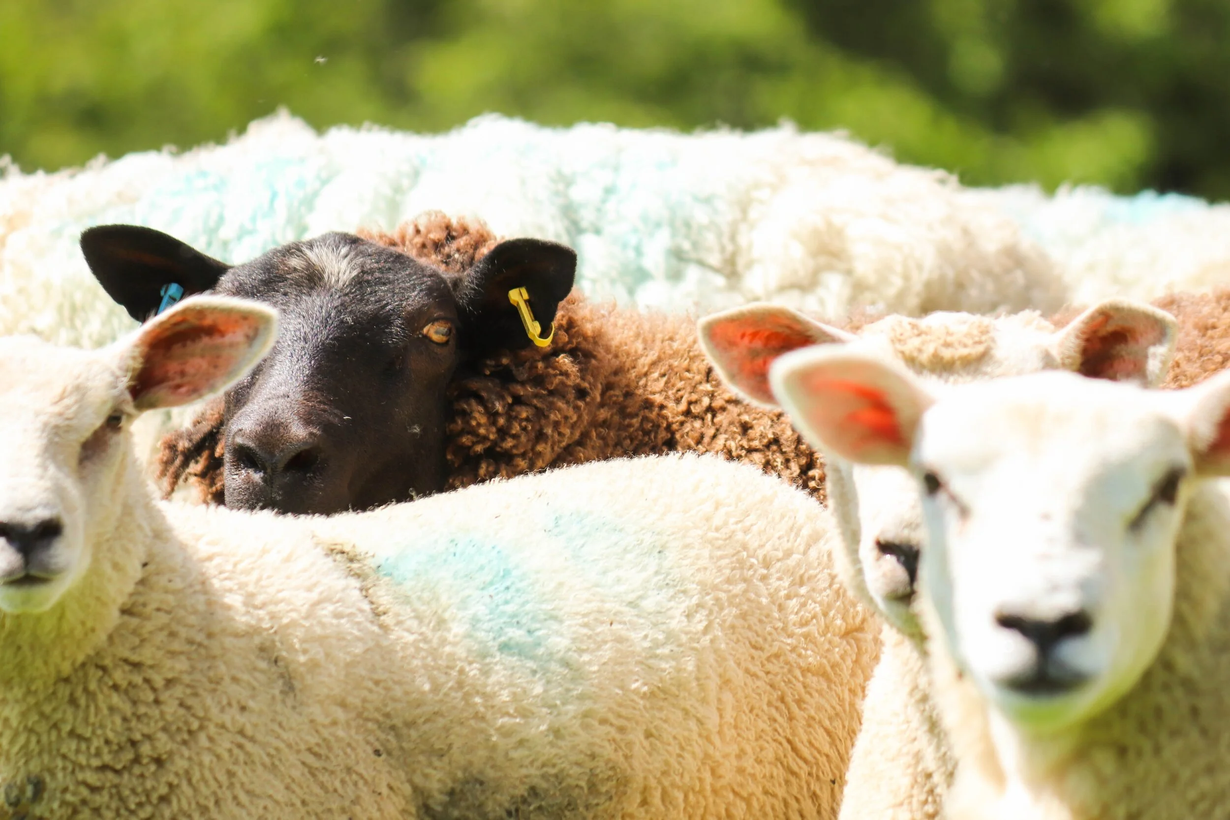 The Black Sheep