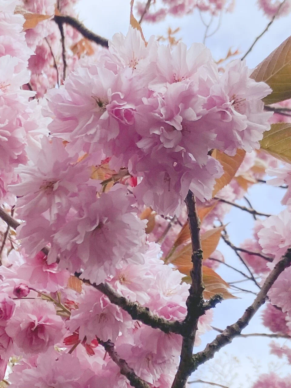 Dead Leaves and Blossom