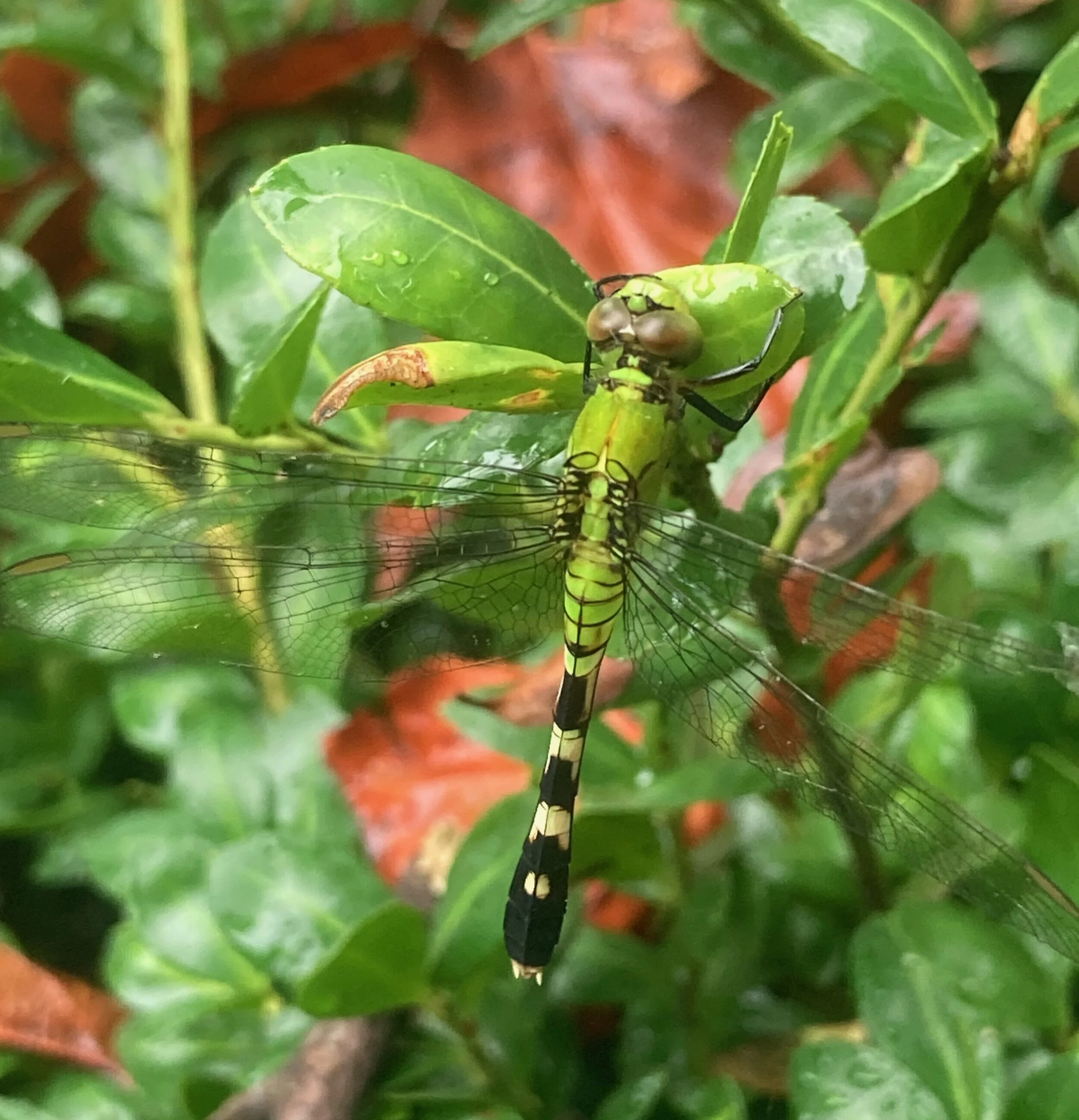 Does a Dragonfly Count as Legacy?