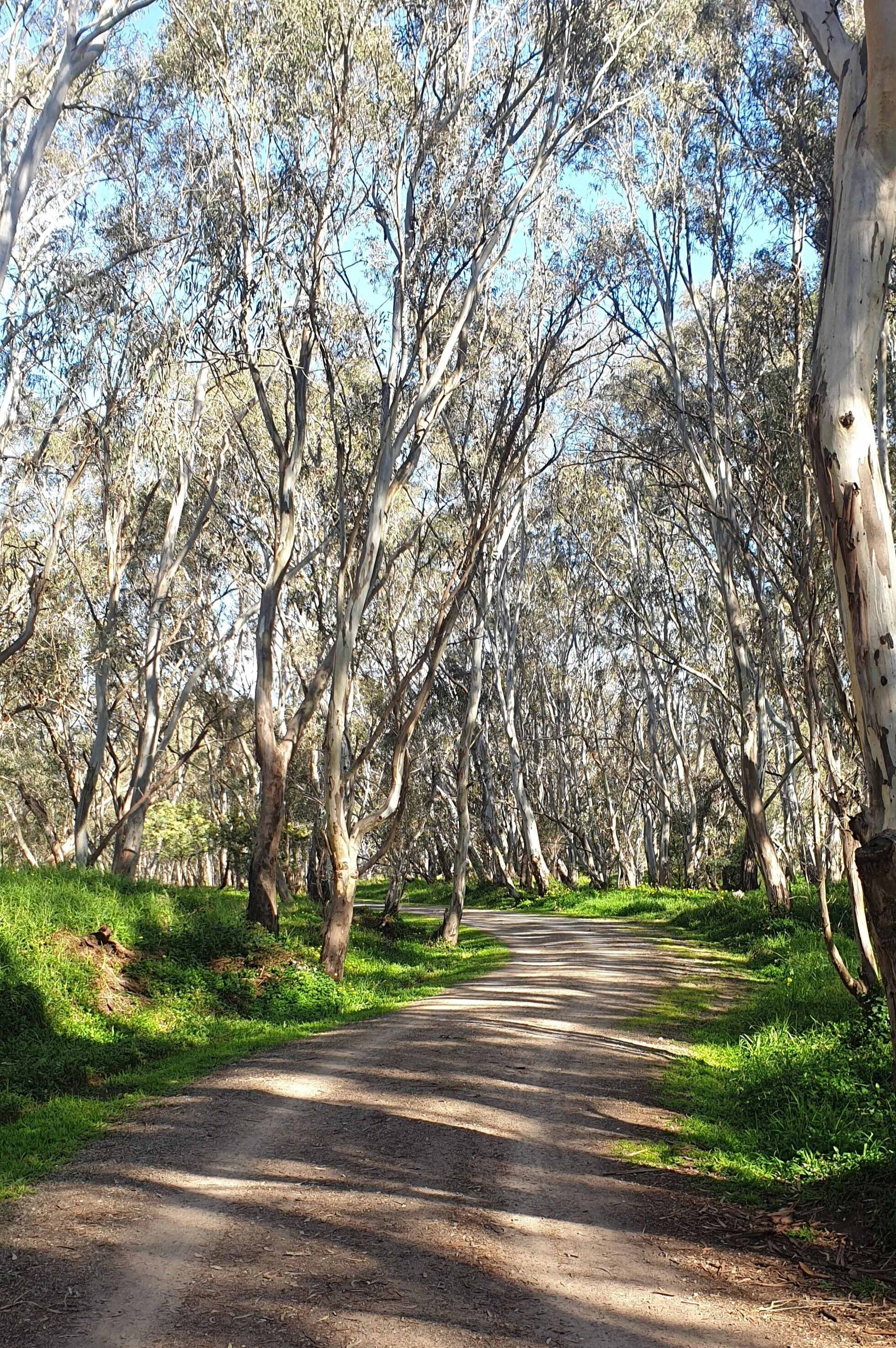 I Want to Bridge The Divide