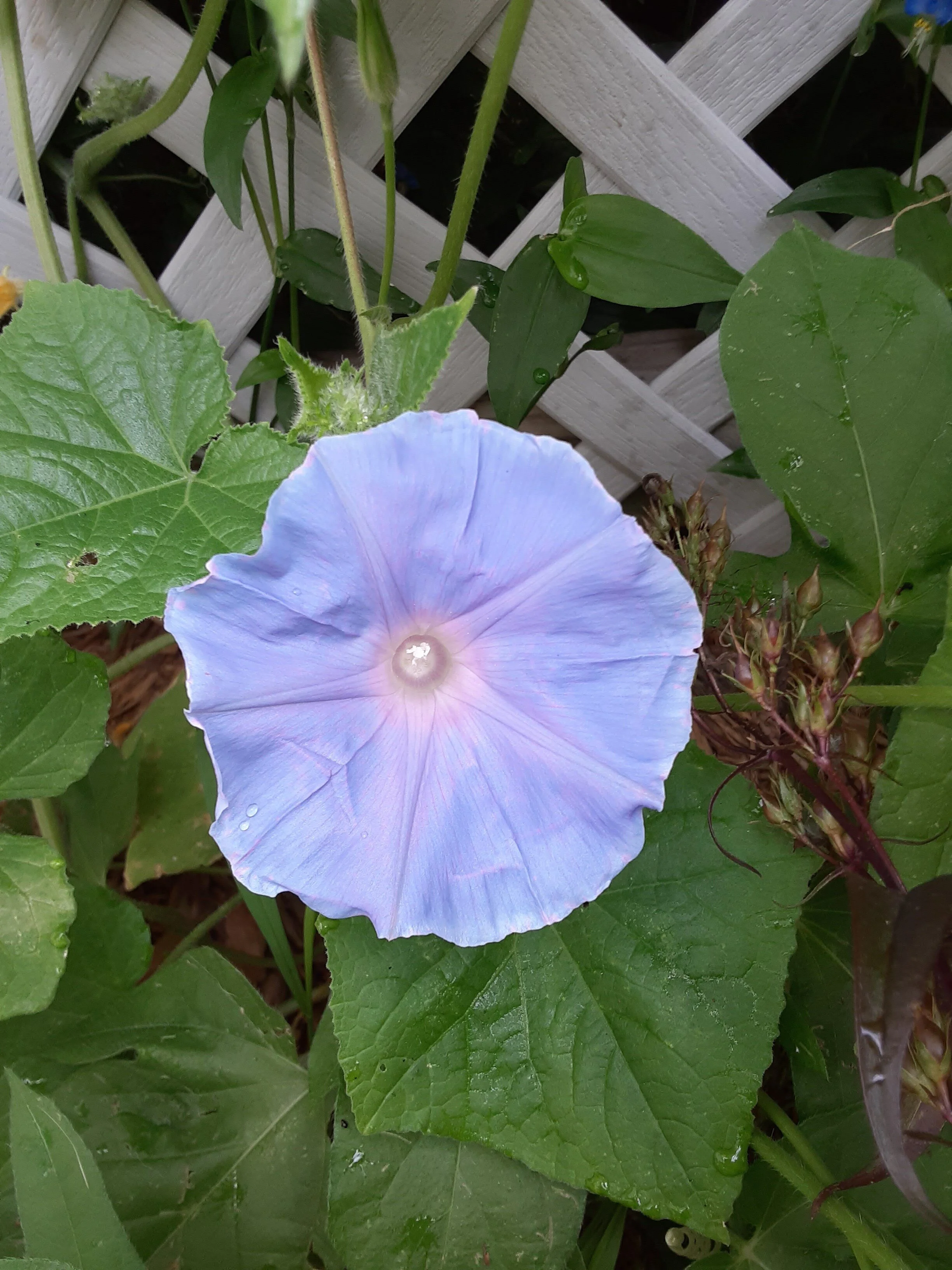 Struggle. Freedom. Pain. Peace.