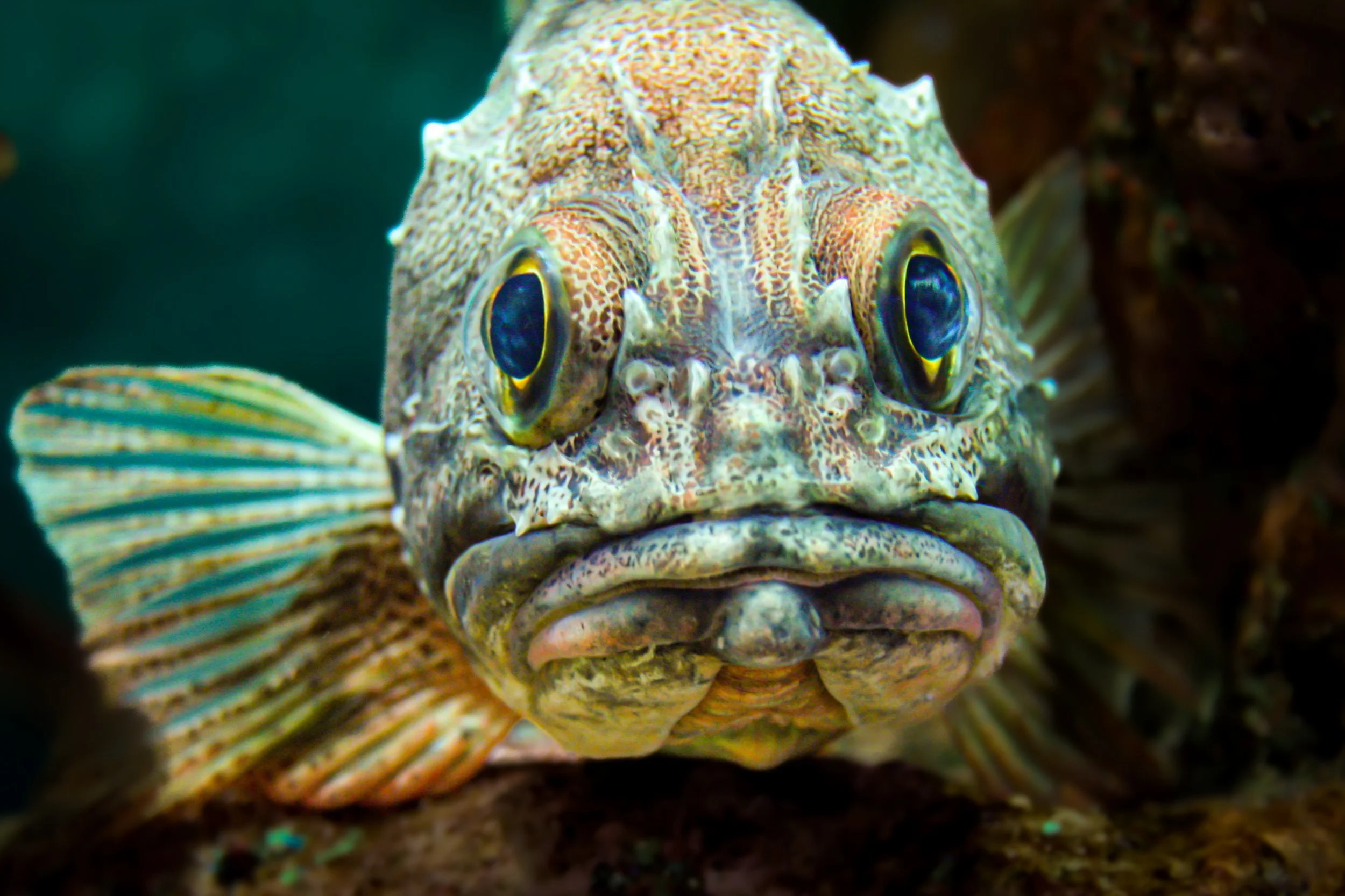 Plenty of Fish in the Sea, apparently… 