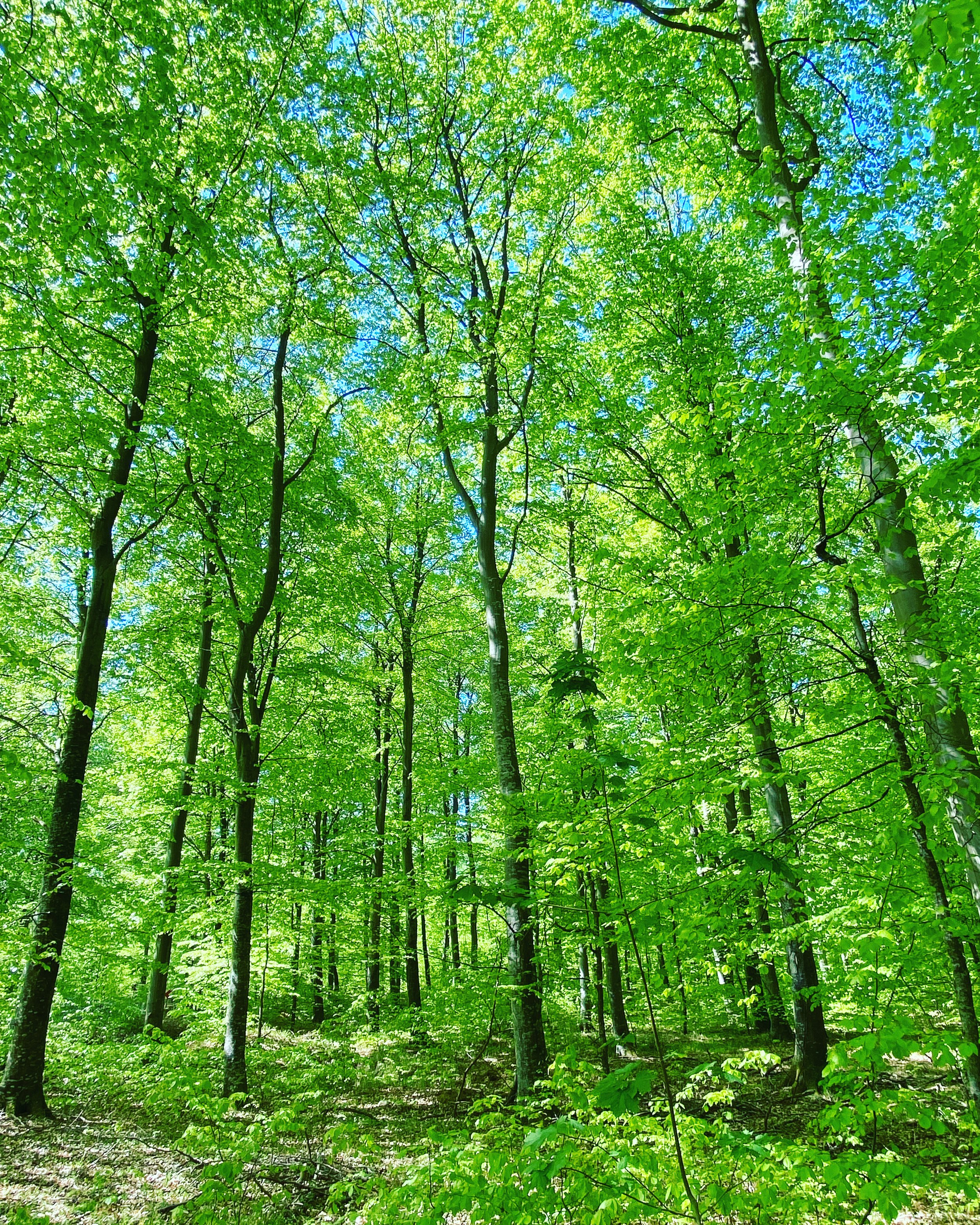 The Branch May Be Broken, But the Trunk Remains