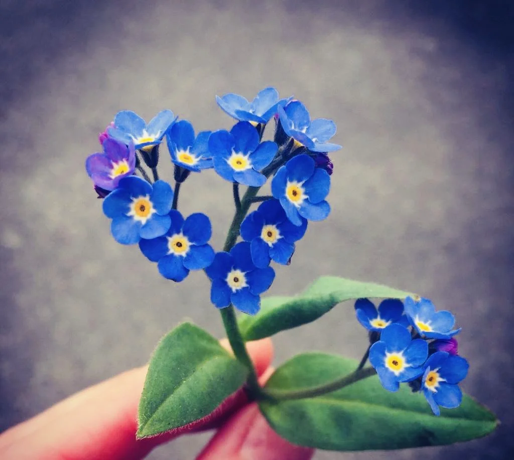 There is still Always Joy&nbsp;