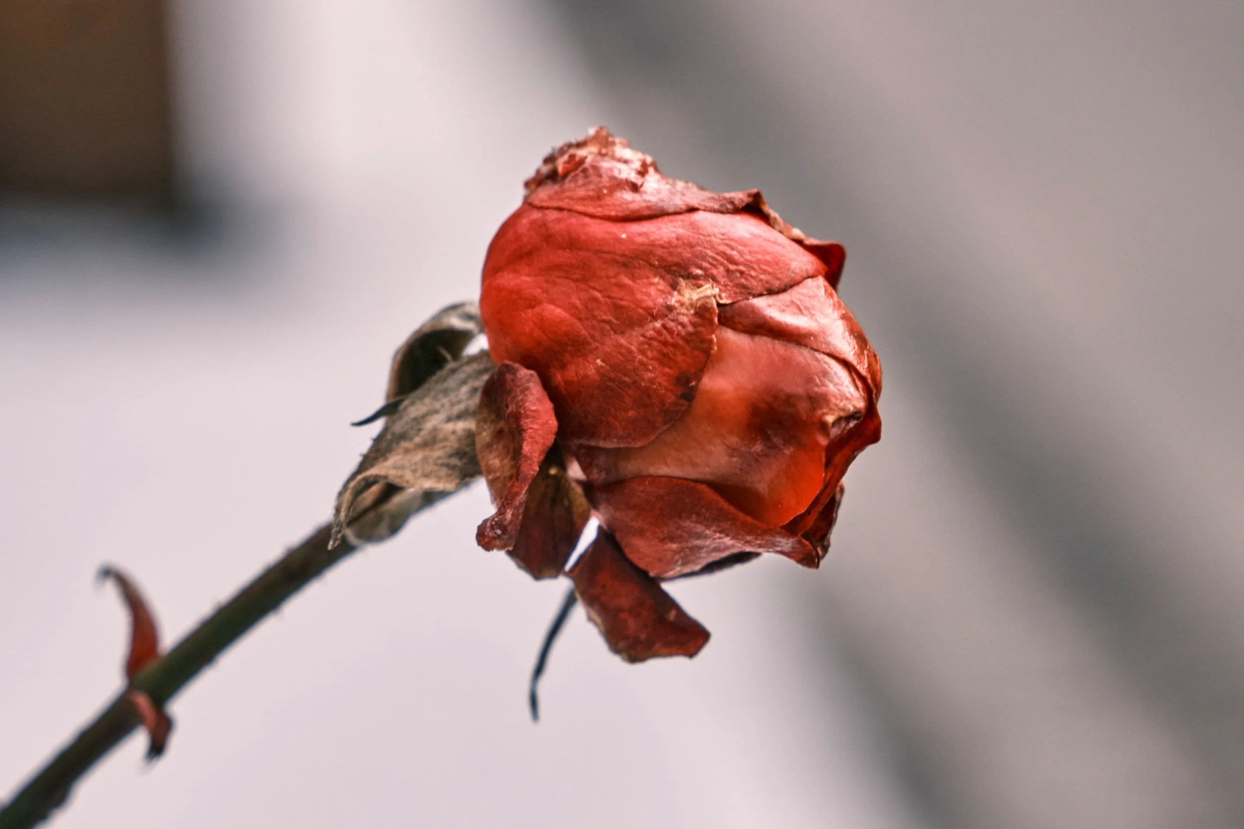 An infertility poem 