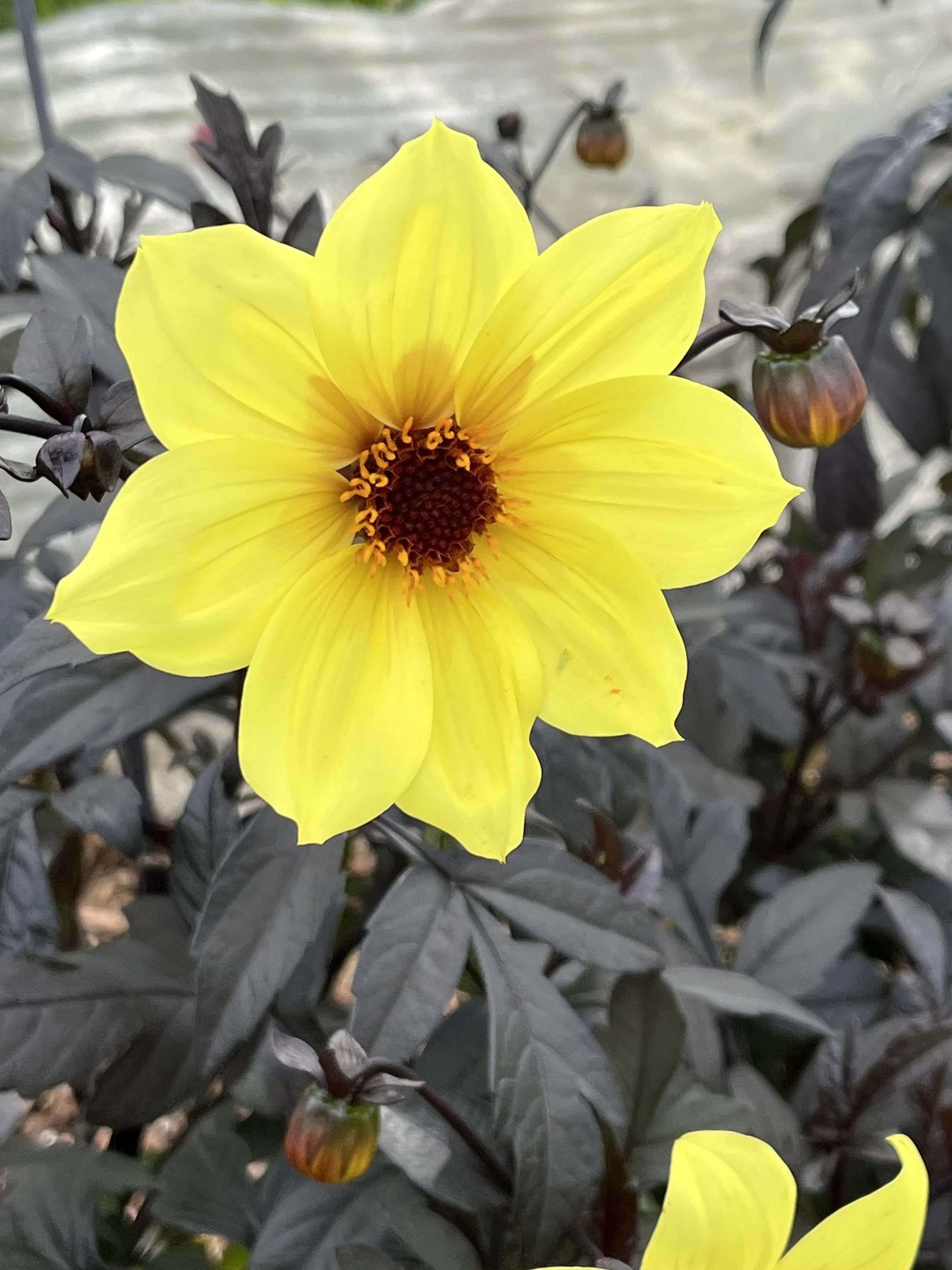 Knowing My Limitations