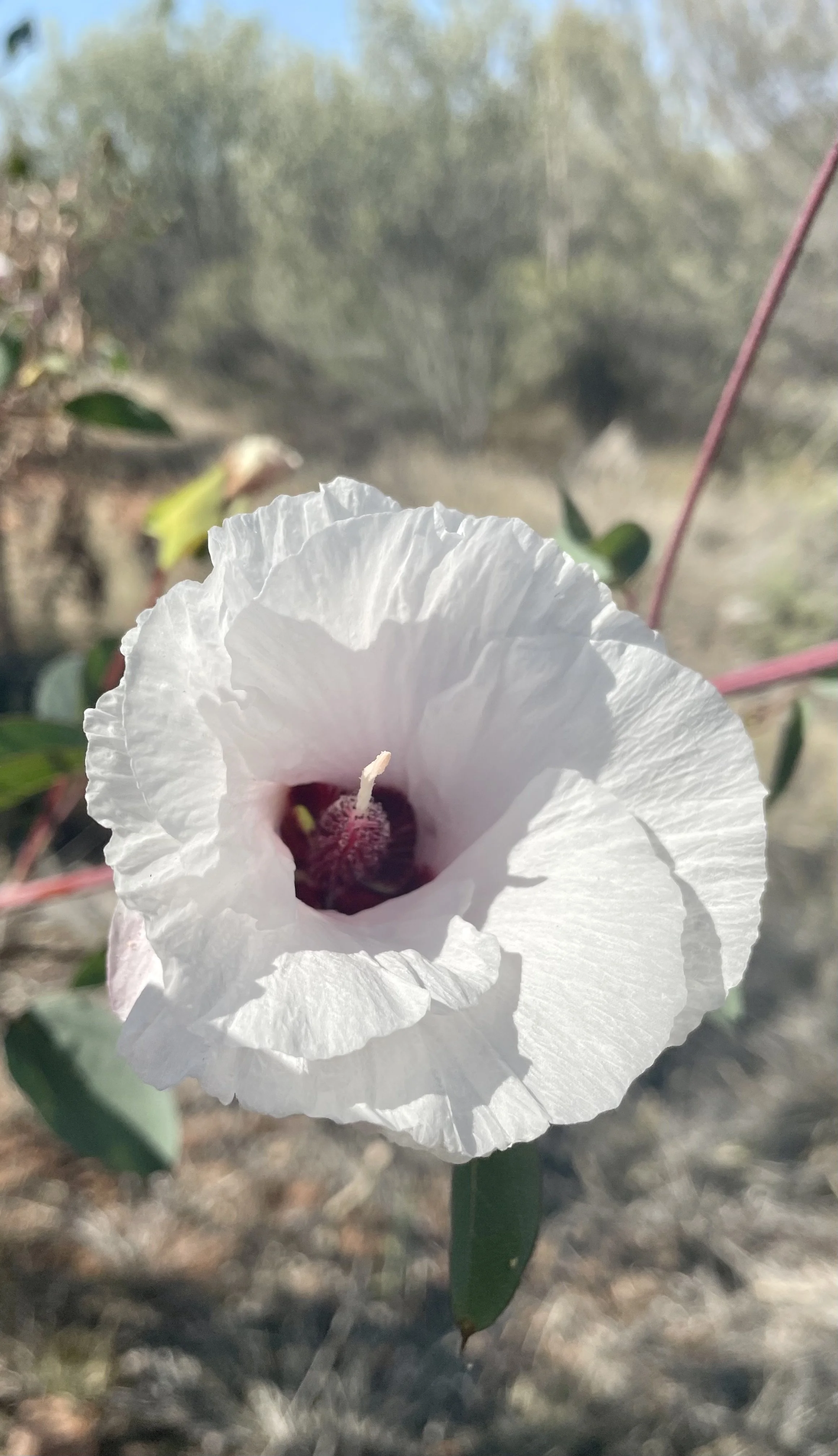 On hope and reimagining life