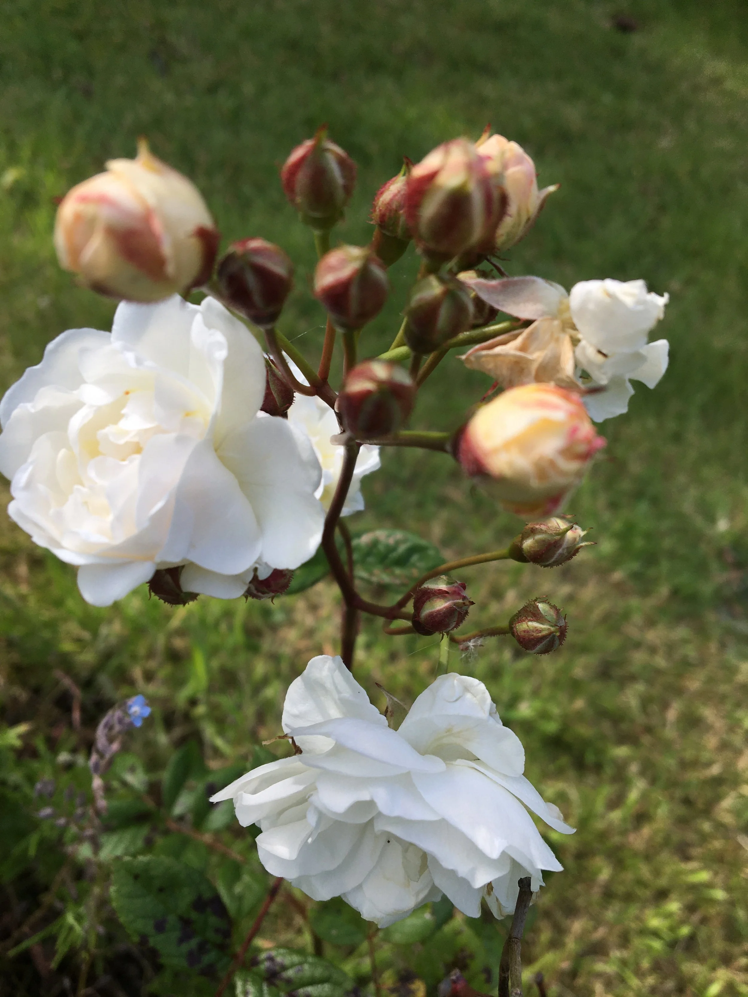 I Feel Like the Last Rose of Summer