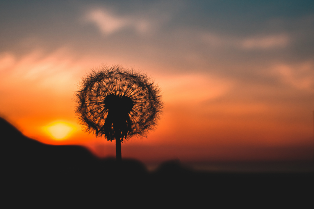 A Life Long Wish
