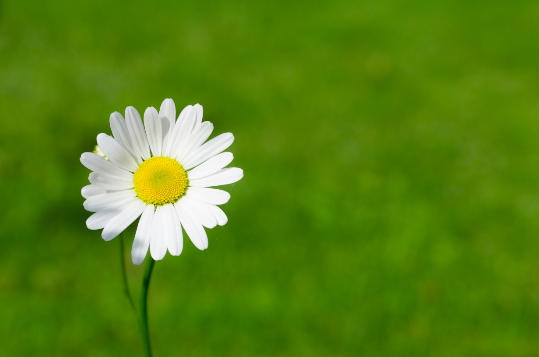 Endometriosis and Childless Not By Choice 