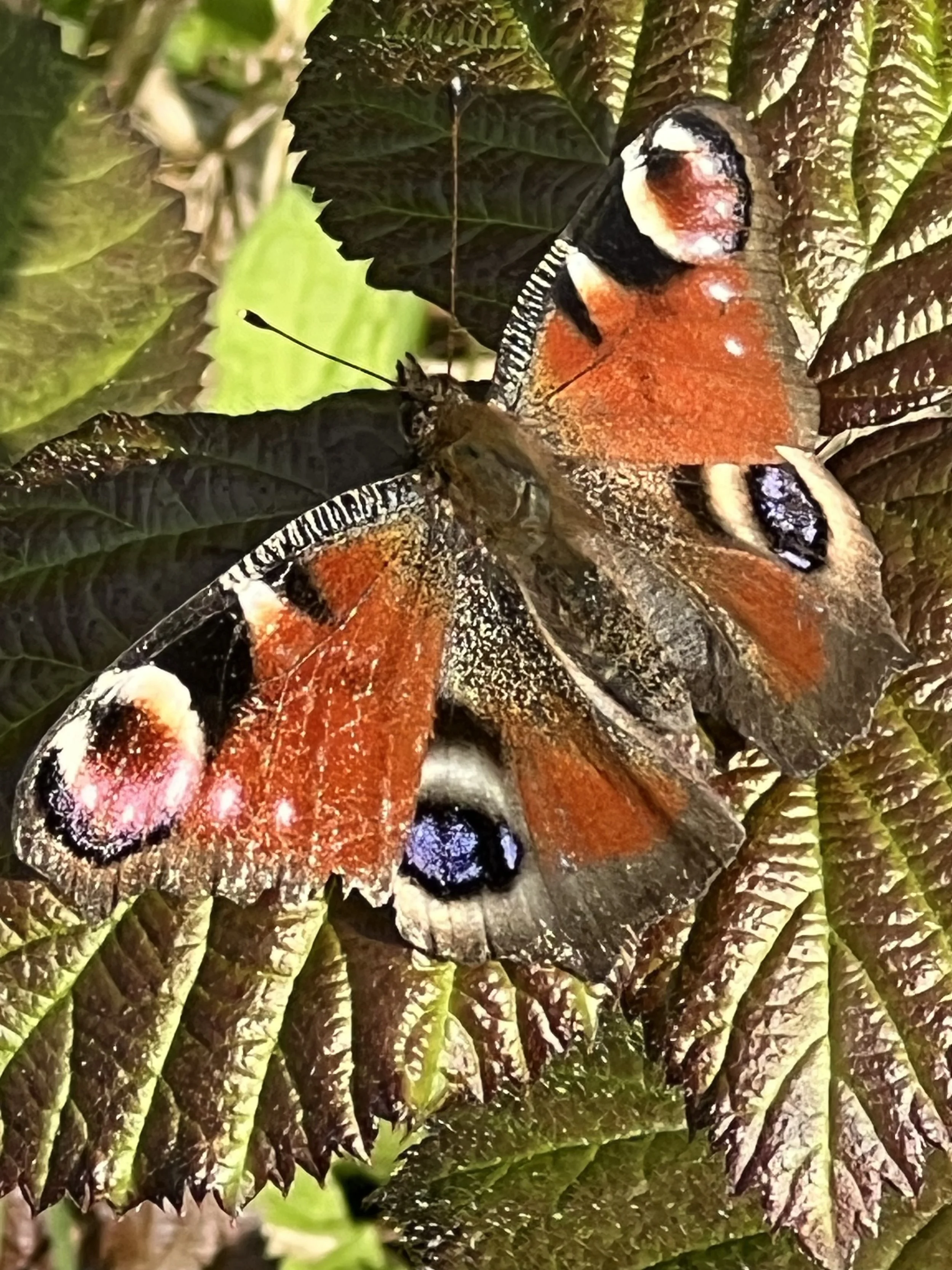 Coming Through The Mud