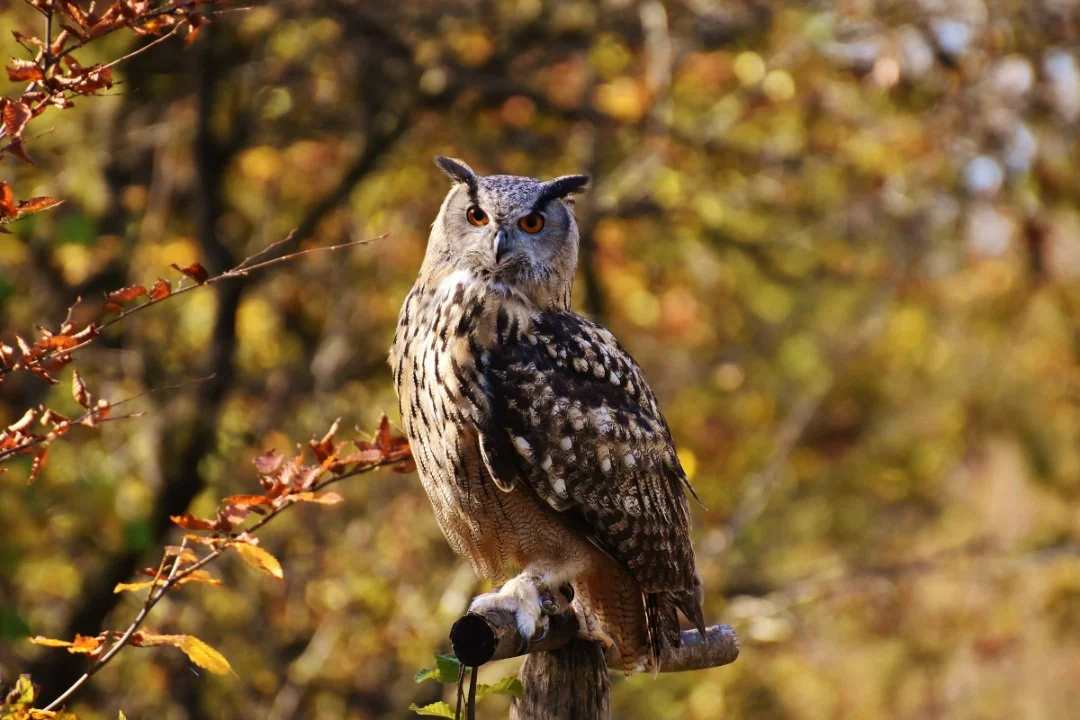 Approaching the menopause as a childless woman: Owning the wisdom of a hard- won life