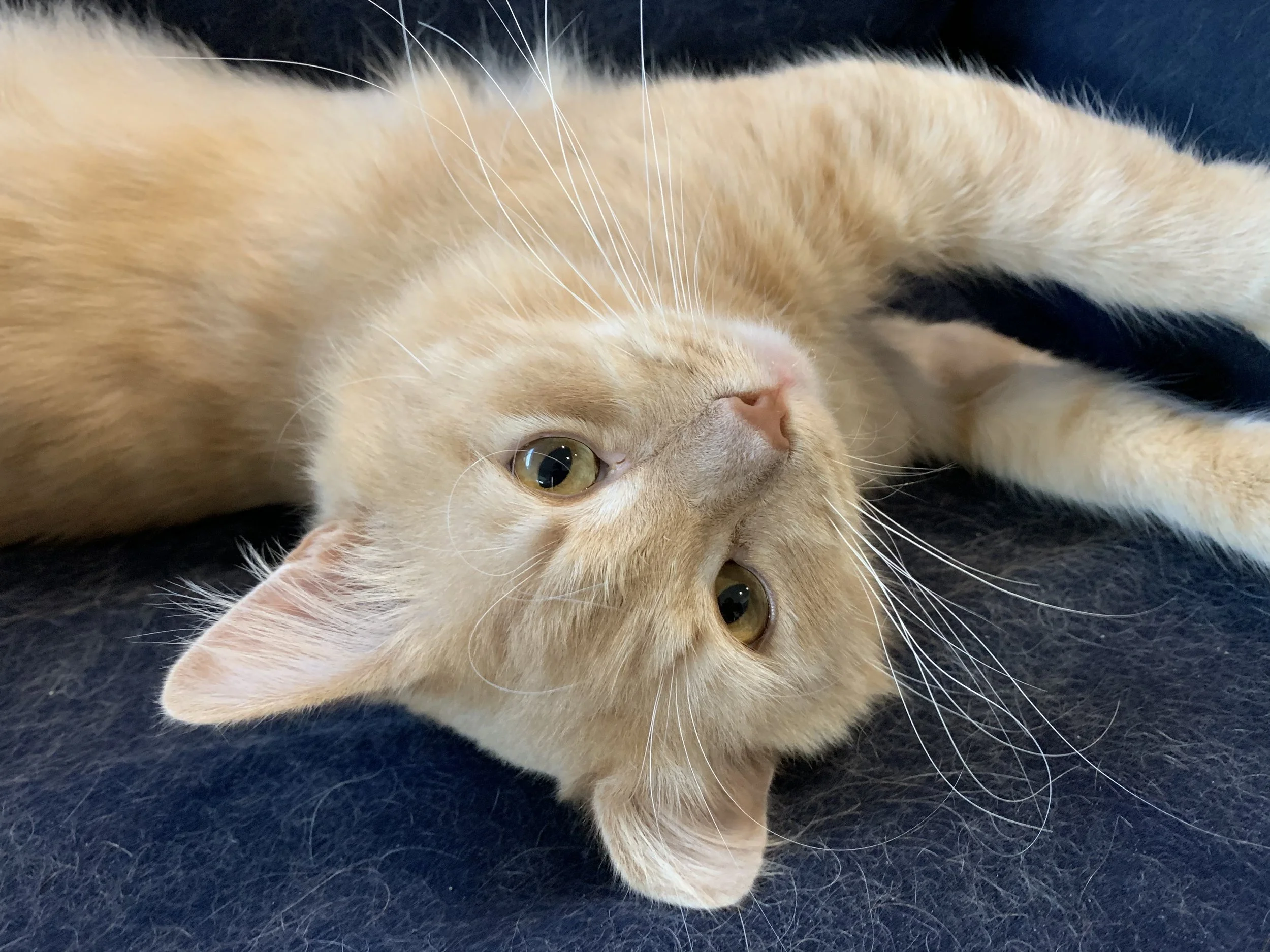 How My Rescue Cat Rescues Me