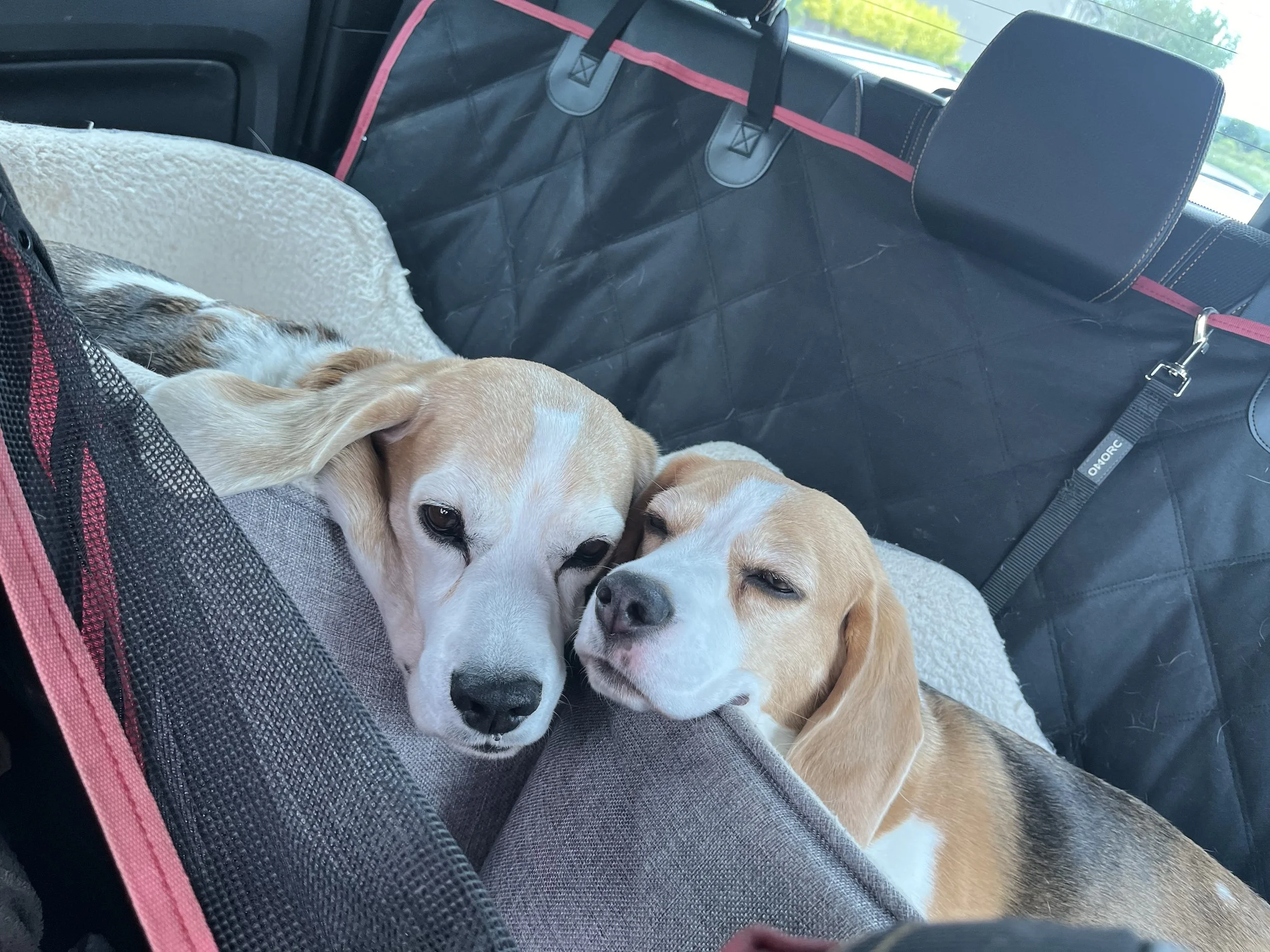 There's no love like puppy love