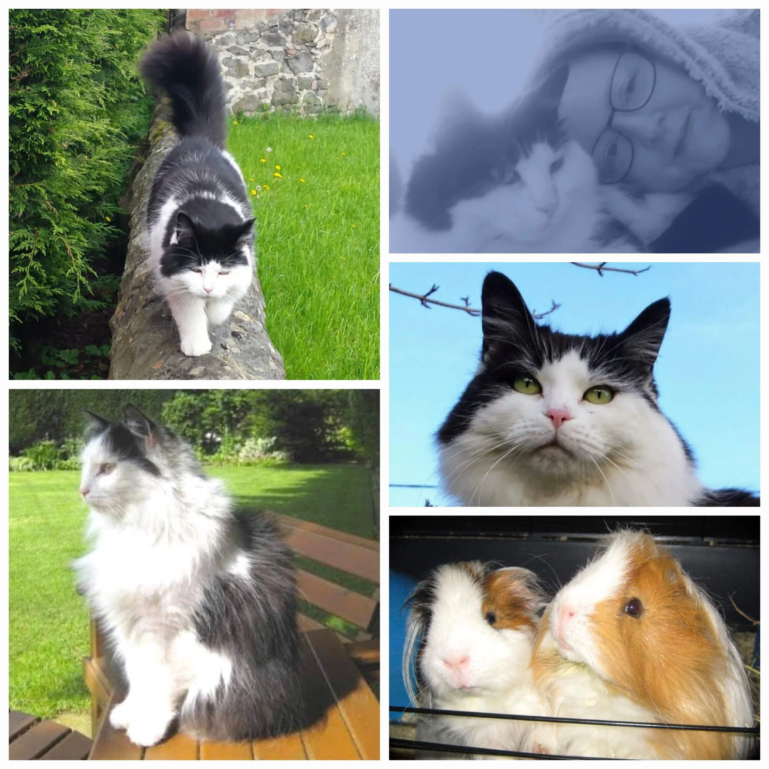 A Love Letter To My Pets
