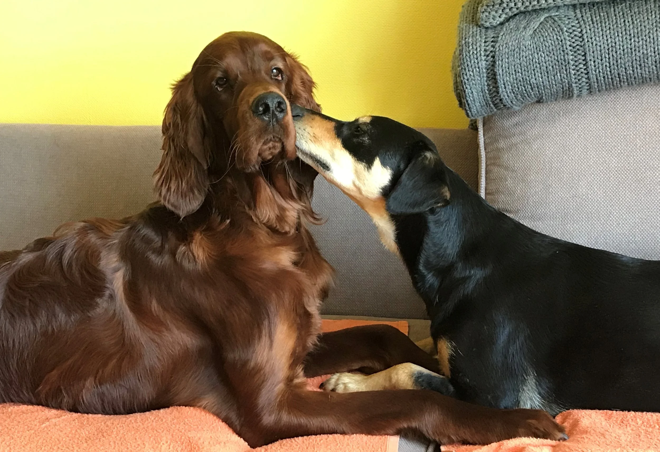 No, we are not only dogs