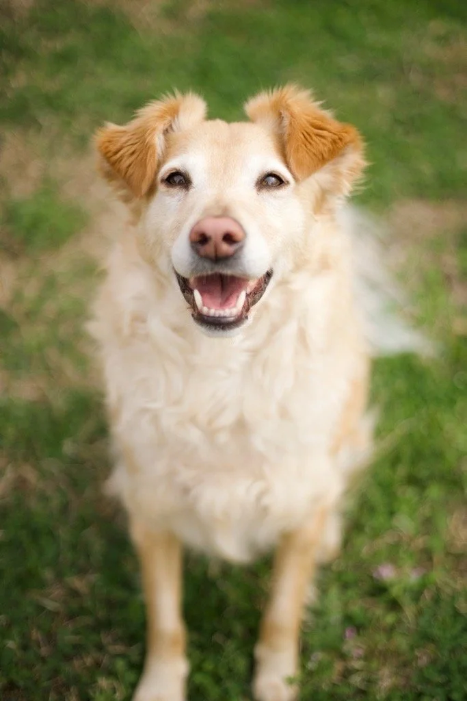 Adopt, Don't Shop