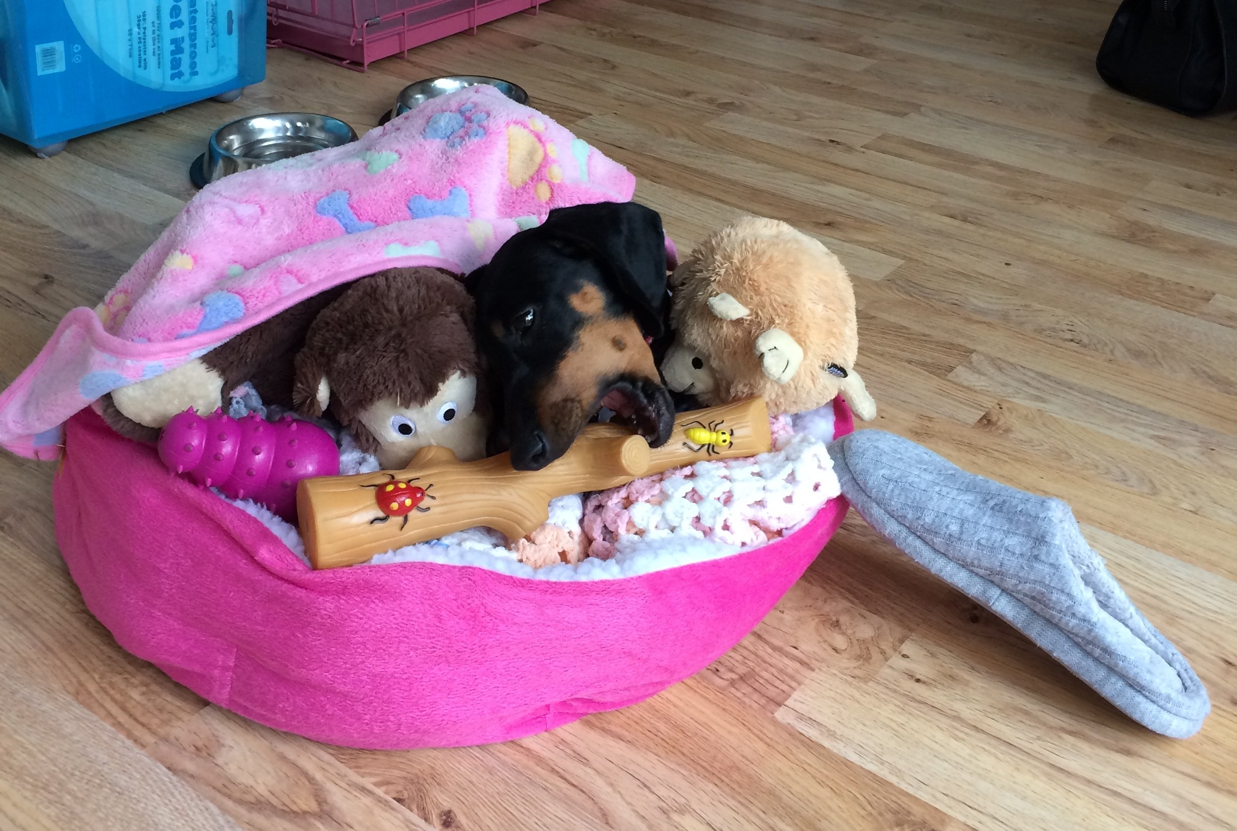 Millie MoJo-The Monsterdog