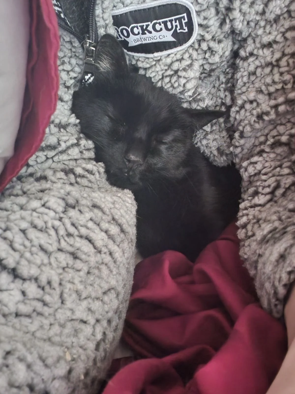 My cats