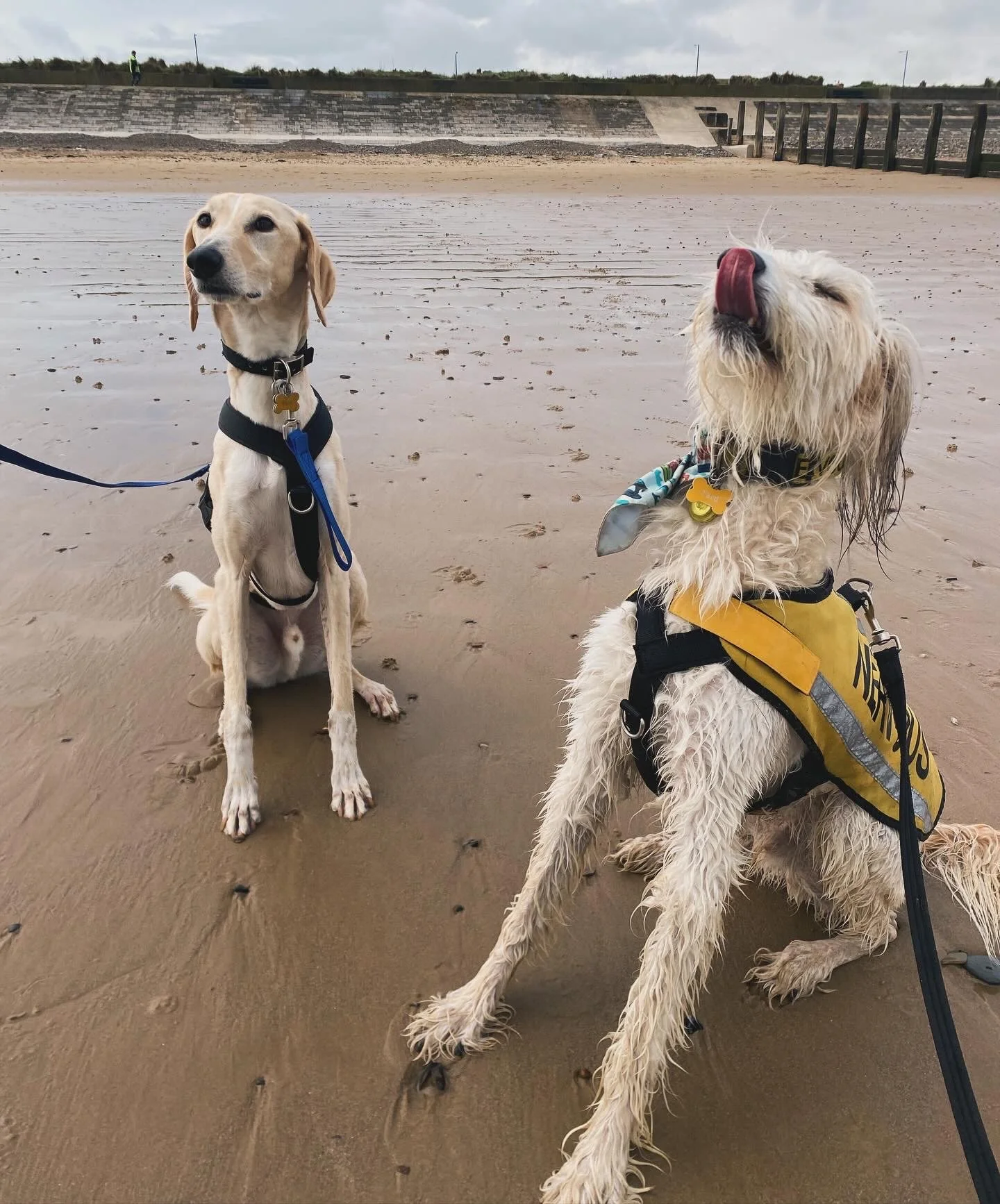 The Life of a Fur Parent