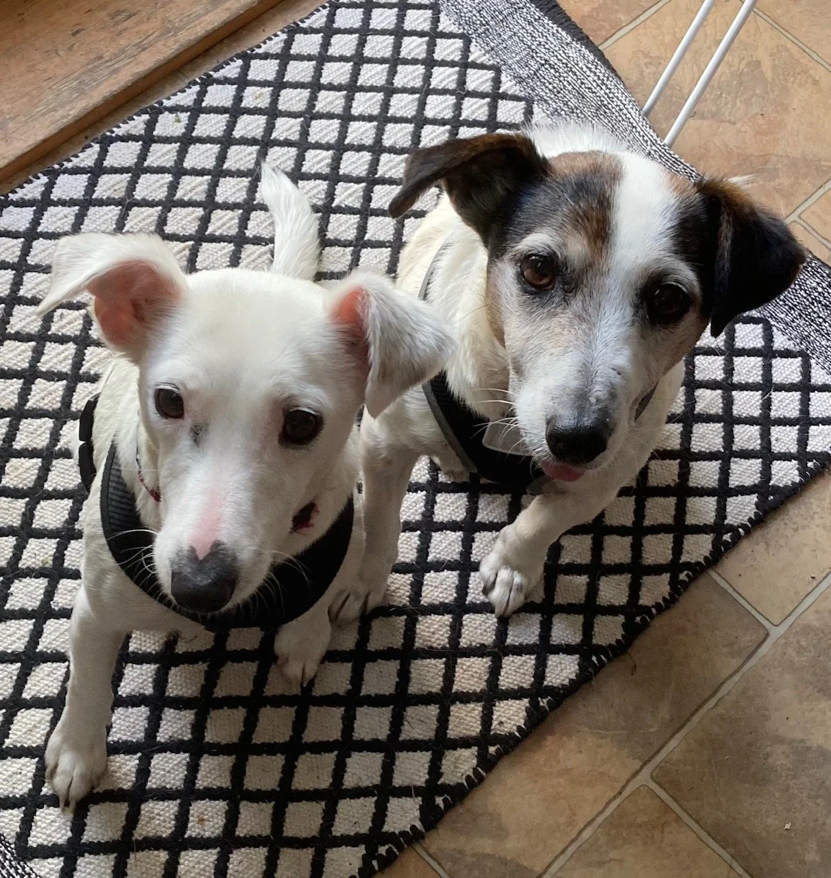 Self-Reflection and Canine Foster Carer