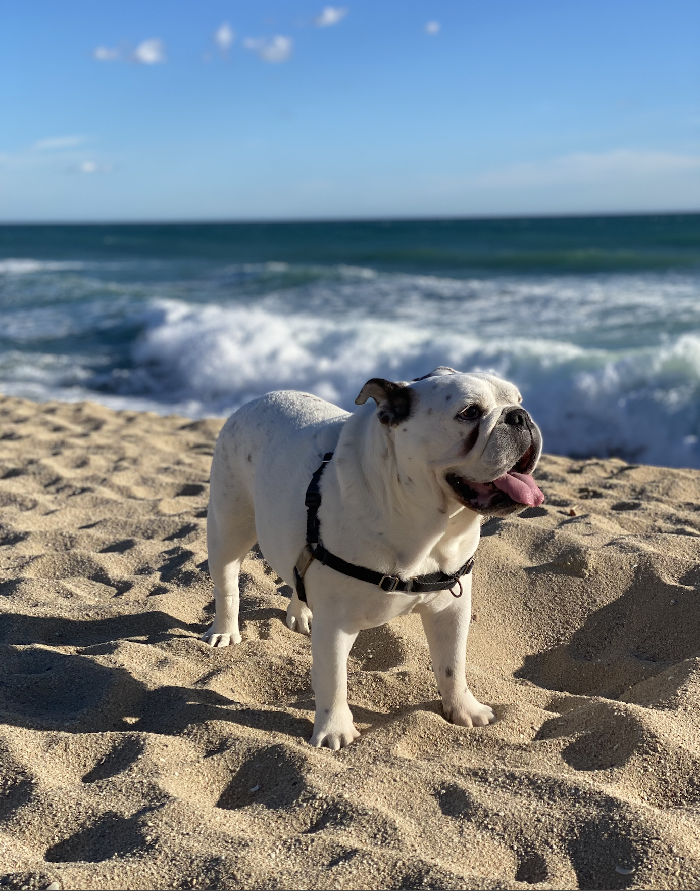 Lola: The Little Queen with a Big Heart