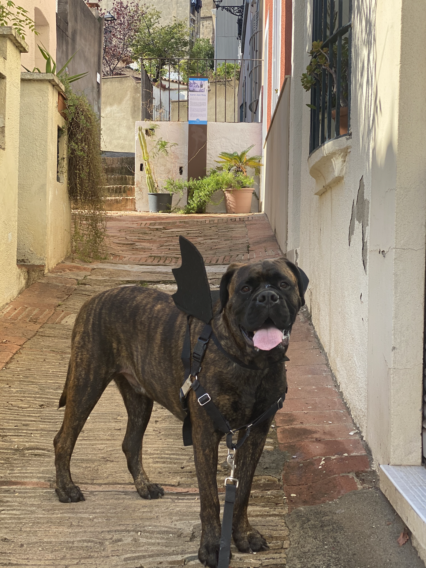 Rocco: The Love That Came When I Needed It Most