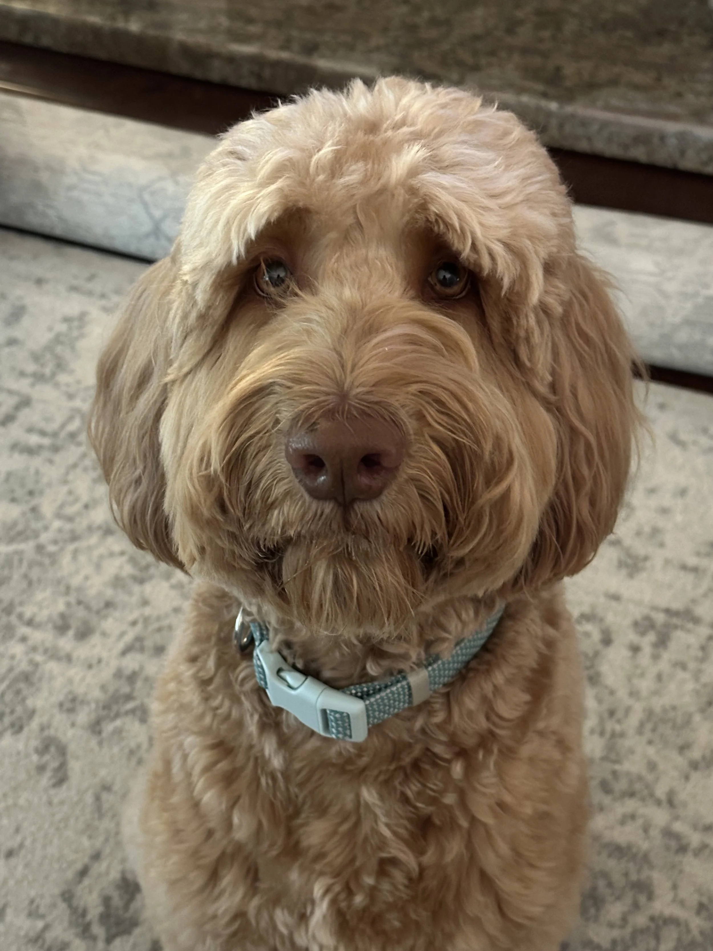How four legs healed my heart. Twice.