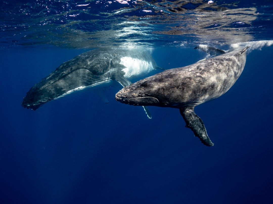 Whales