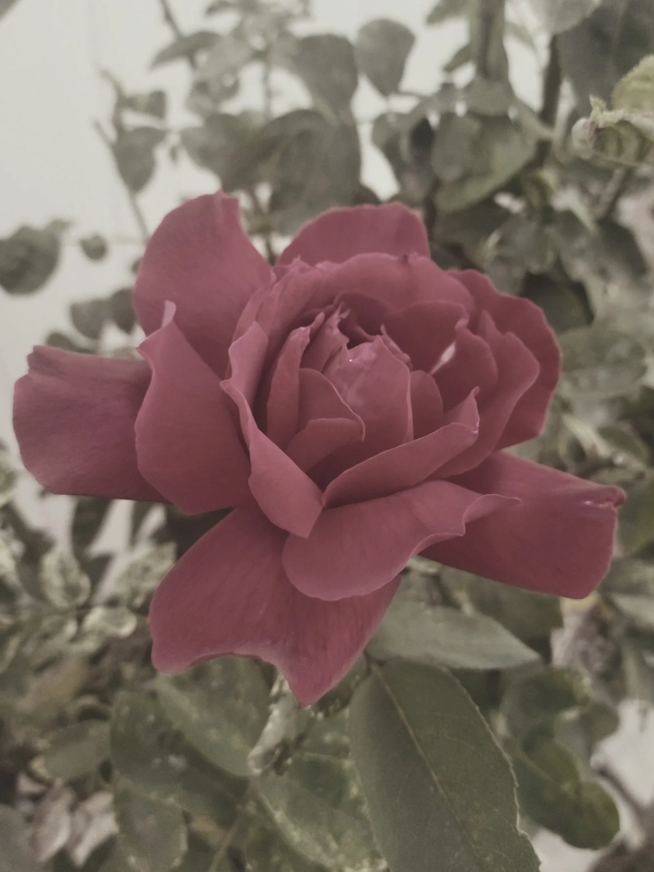 When Hope Fades: My Childless Not by Choice Story