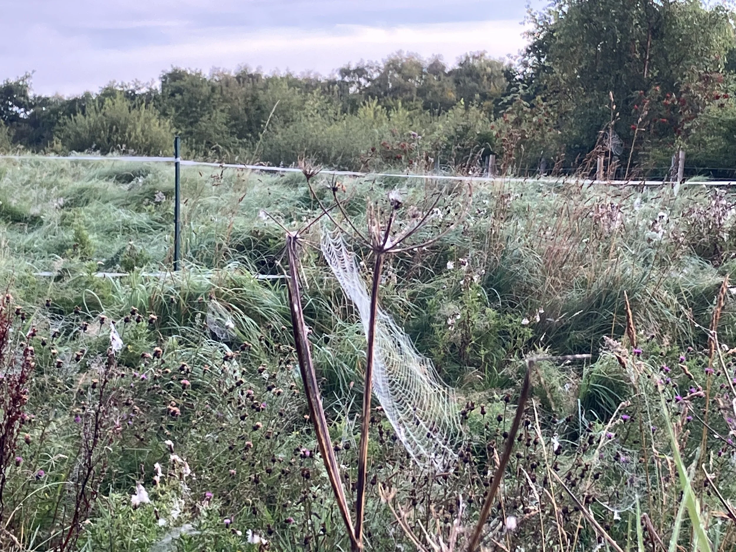 Is Every Woman a Mother?