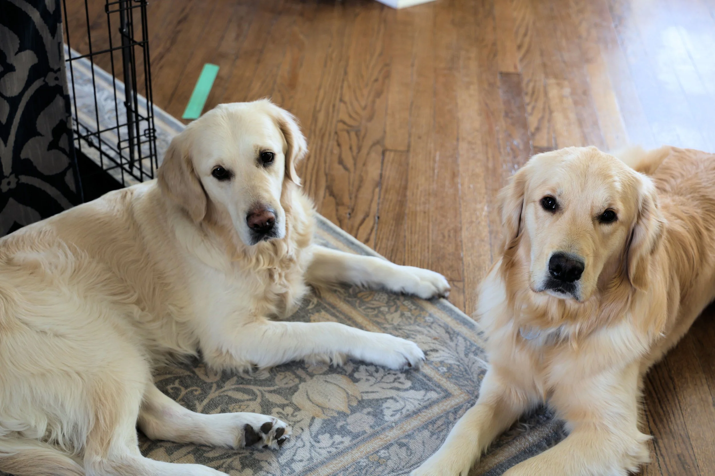 Have You Met My Dogs?