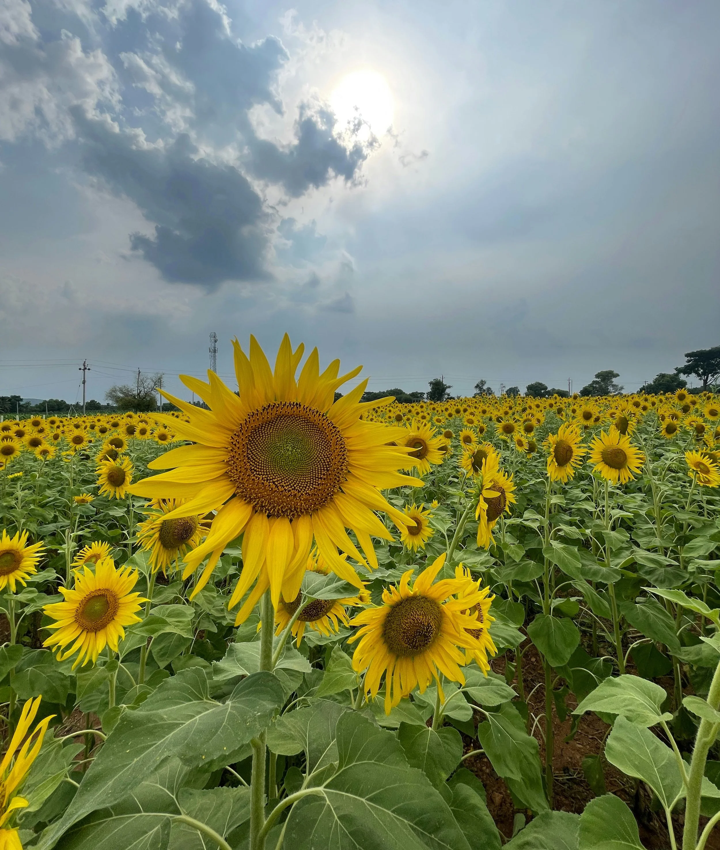 Endometriosis and Childlessness