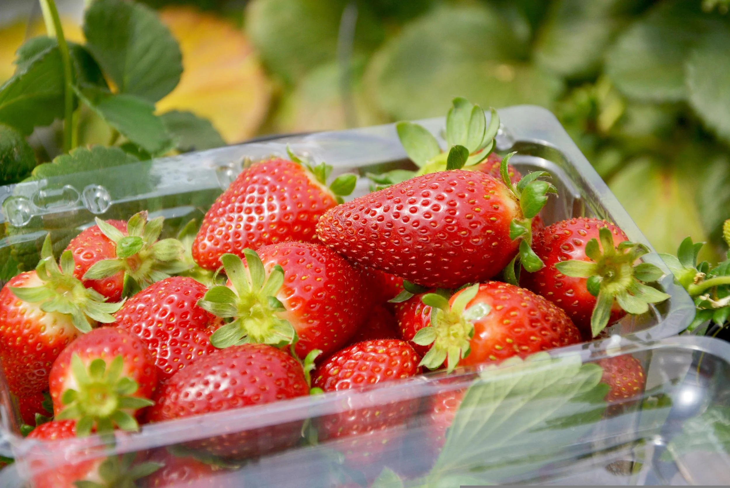 Strawberry Picking