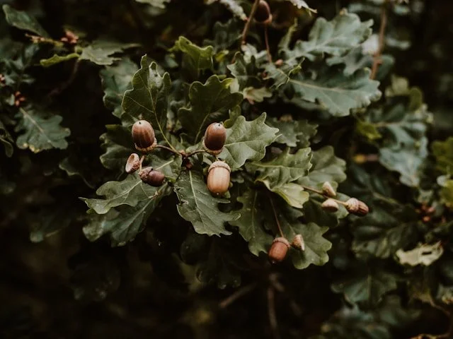 A chestnut and an acorn
