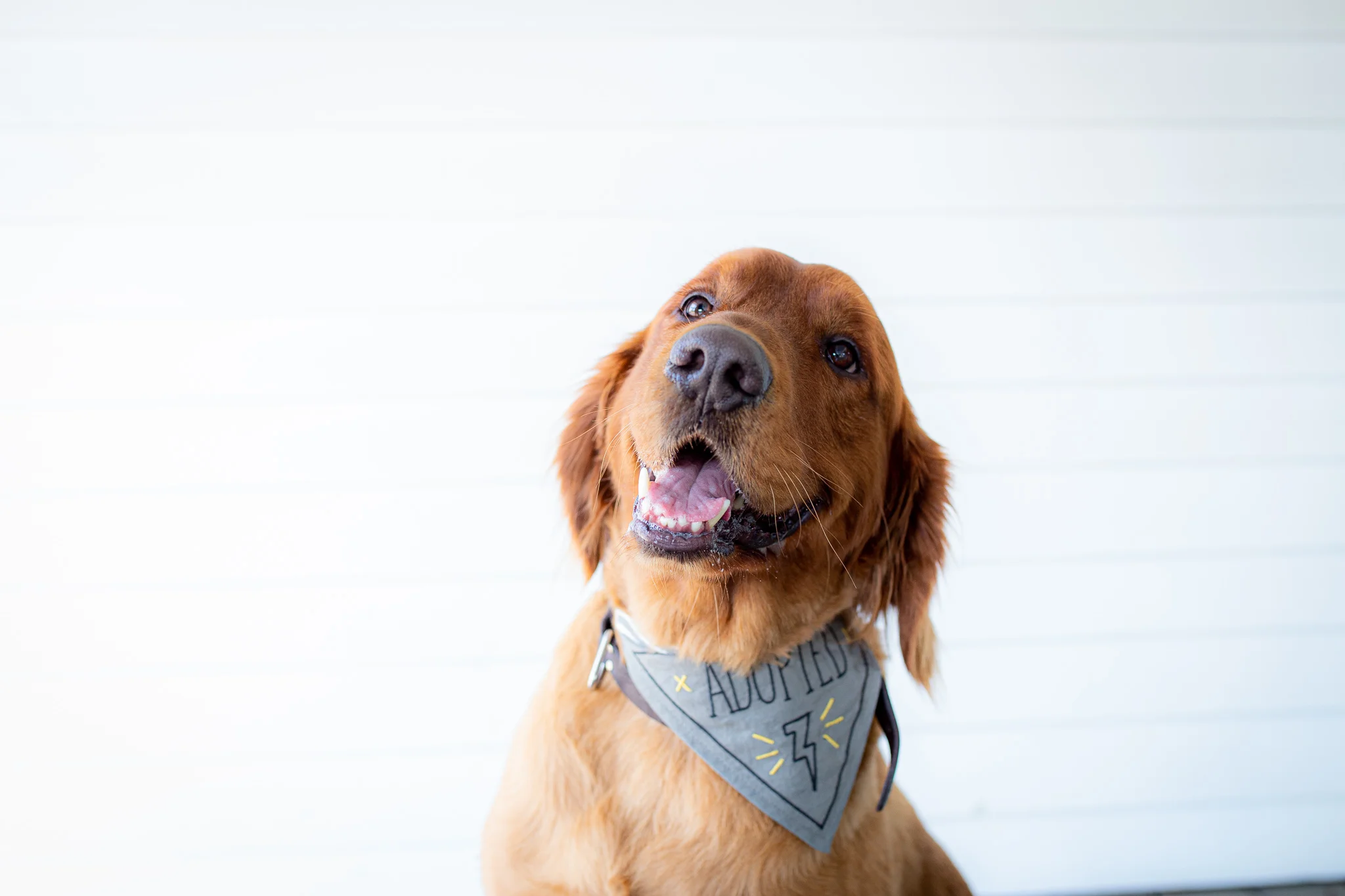 CANELO Director of Paw-blic Relations, Office Greeter