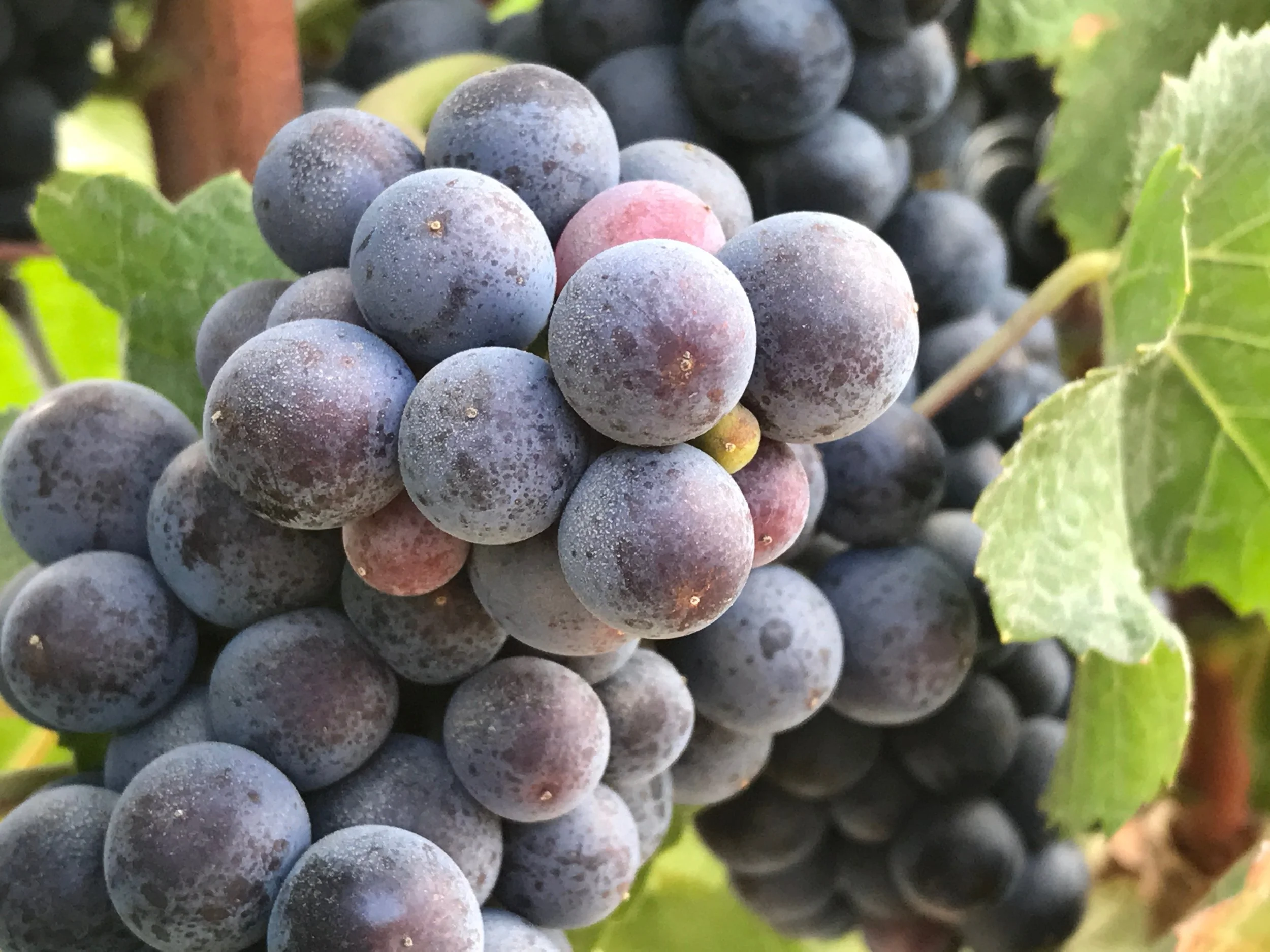 Caraccioli Escolle Vineyard Pinot Noir 03.jpeg