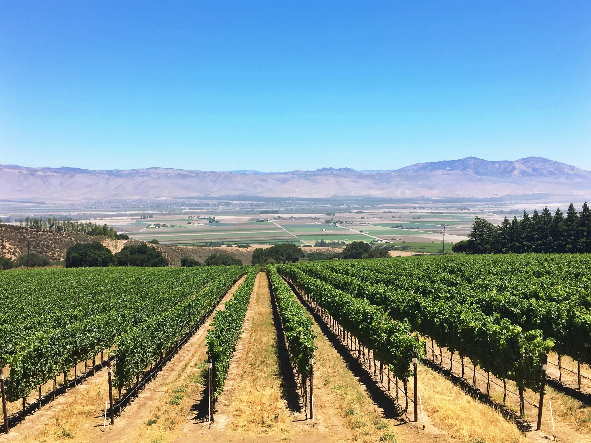 HahnVineyards.JPG