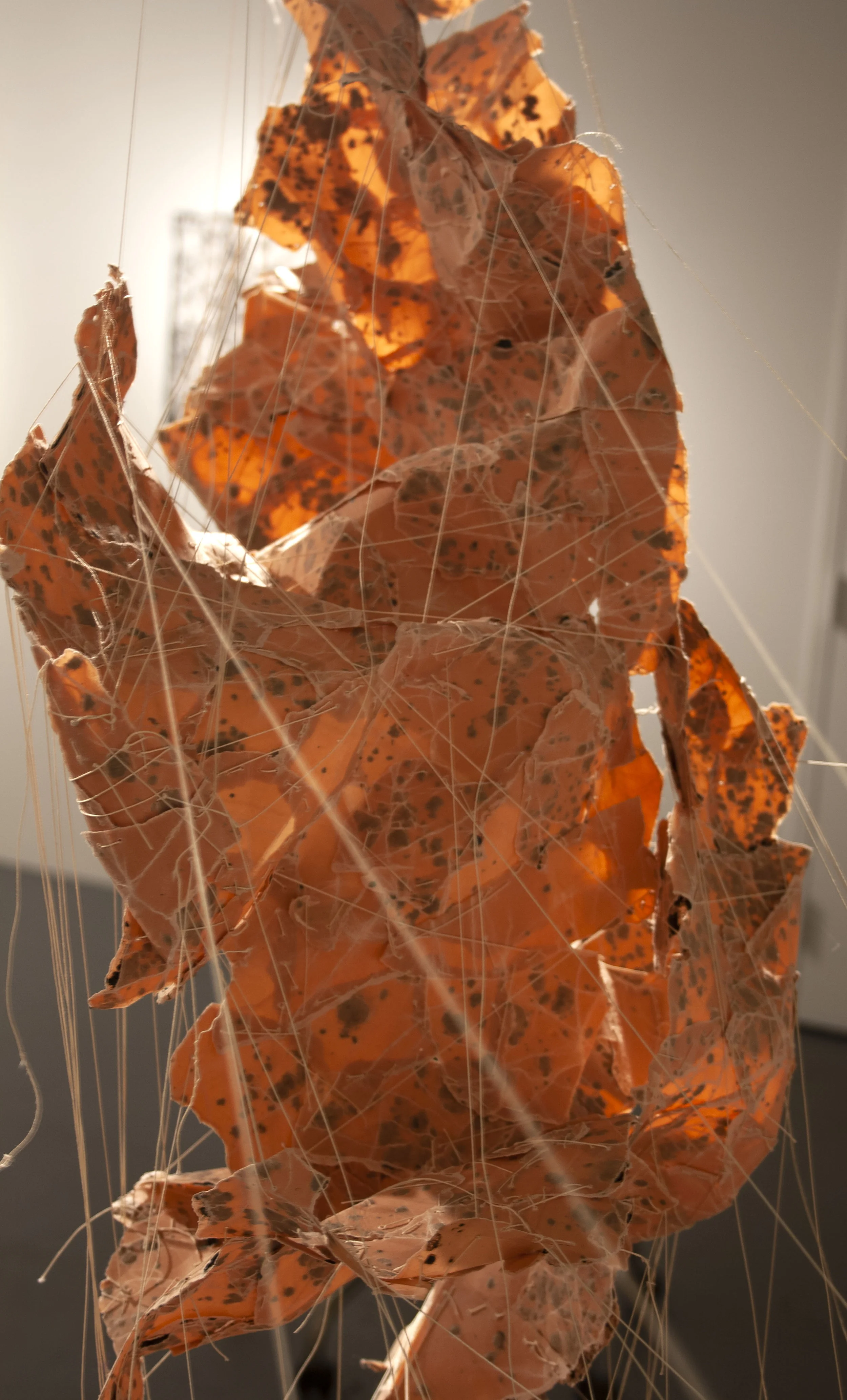 backlit.jpg