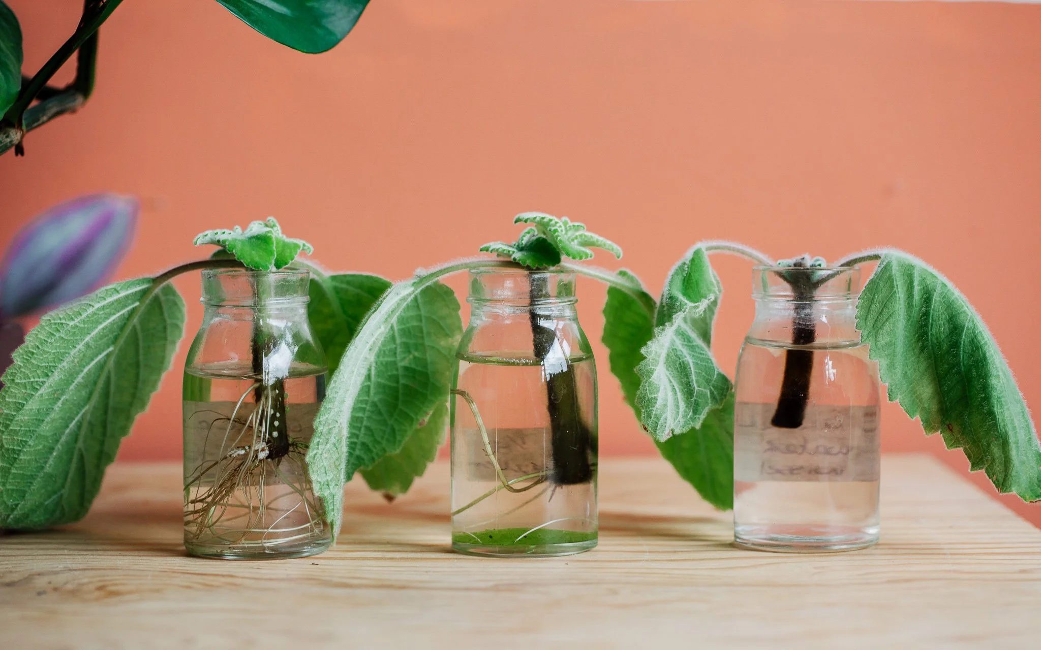 Test van drie stekken waarvan de stek met wortelcomplex de meeste wortels heeft, dan de stek waarvan het water niet ververst werd, en als laatste de stek met de wekelijkse waterwissel